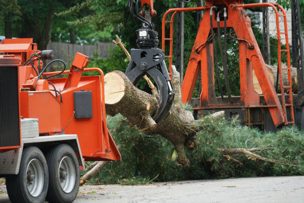 Best Hazardous Tree Removal  in Mount Olive, MS