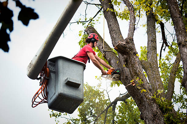 Best Arborist Consultation Services  in Mount Olive, MS