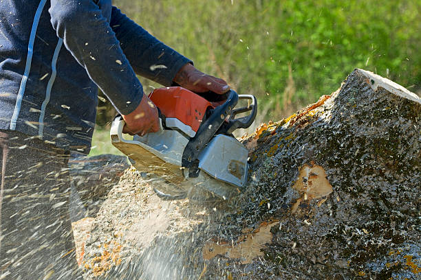 Reliable Mount Olive, MS Tree Care Services Solutions