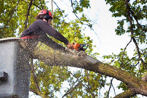 Best Fruit Tree Pruning  in Mount Olive, MS