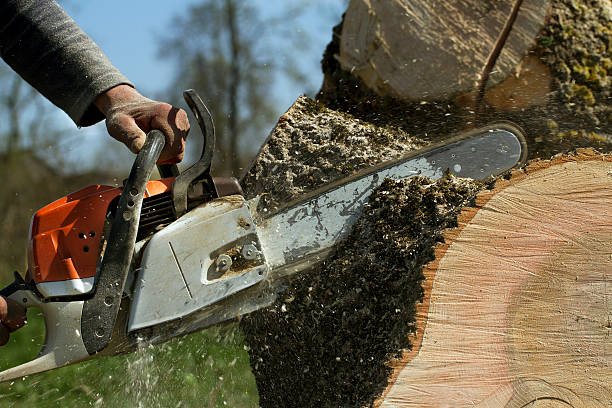 Best Leaf Removal  in Mount Olive, MS